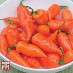 Chilli Pepper 'Habanada' - Seeds