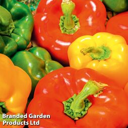 Sweet Pepper Grafted Plants Collection