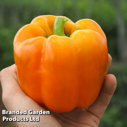 Sweet Pepper 'Eternity' (Grafted)