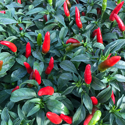 Chilli Pepper 'Quick Fire' F1 - Seeds