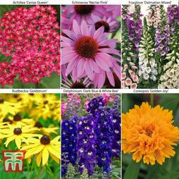 Best Value Hexadic Perennial Collection
