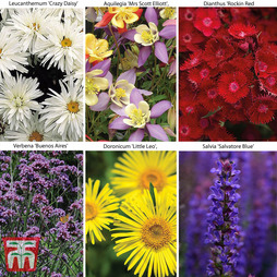 Small Best Value Perennial Collection