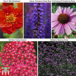 30 Perfect for Pollinators Perennial Collection