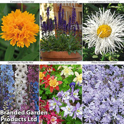 Perennial Potted Pollinator Collection