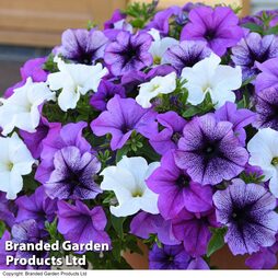 Petunia Giant Collection
