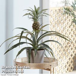 Pineapple Plant (House Plant)