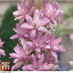 Polianthes tuberosa 'Pink Sapphire'