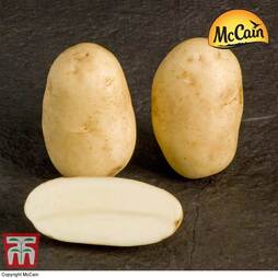 Potato McCain 'Shepody'