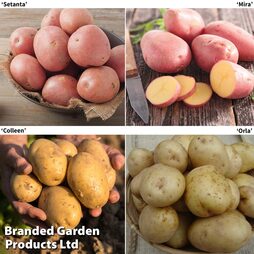 Potato Collection Blight Resisters
