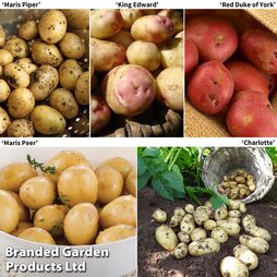 Potato Premium Selection