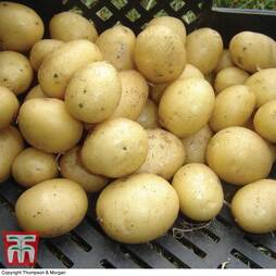 Potato 'Nicola' (Second Cropping)