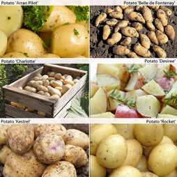 Potato 'Customer Favourites Collection'