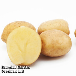 Potato 'Sante'