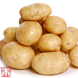 Potato 'Accoustic'