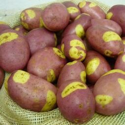 Potato 'Pink Gypsy'