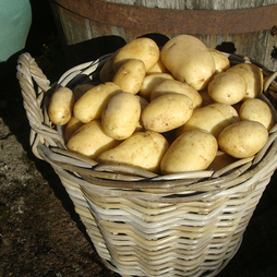 Potato 'Wilja'
