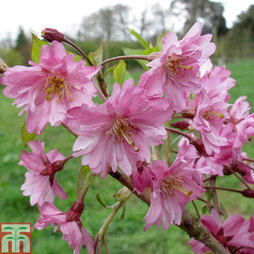 Prunus x subhirtella 'Fukubana'