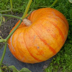 Pumpkin Rouge Vif D'Etamps - Seeds