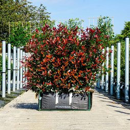 Photinia Carre Rouge Ready Bag Instant Hedge 1m (pre-grown)