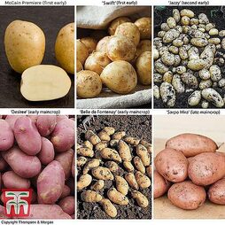 Potato 'Super Season of Spuds Collection'