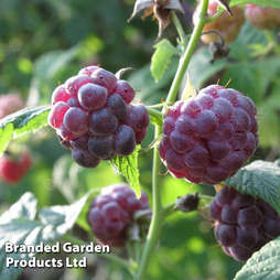 Raspberry 'Glen Coe' (Summer Fruiting)