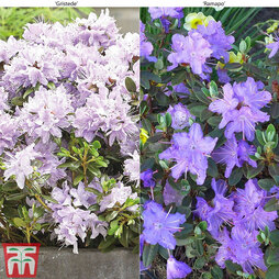 Rhododendron Duo