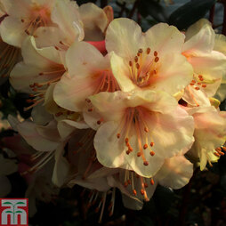 Rhododendron 'Barnaby Sunset'