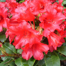 Rhododendron 'Bengal'