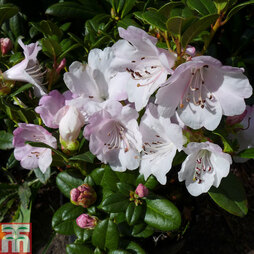 Rhododendron 'Cilpinense'