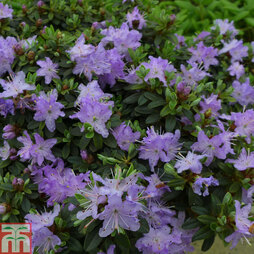 Rhododendron 'Leni'