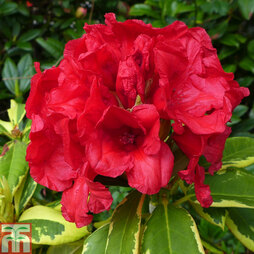 Rhododendron 'Red and Gold'