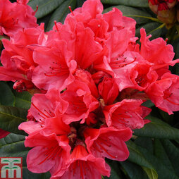Rhododendron 'Cary Ann'