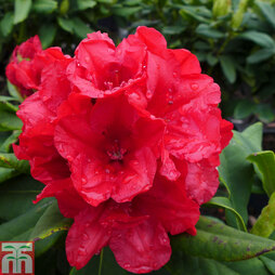 Rhododendron 'Dopey'