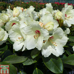 Rhododendron 'Flava'
