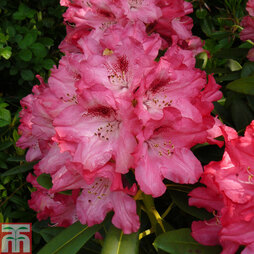 Rhododendron 'Sneezy'