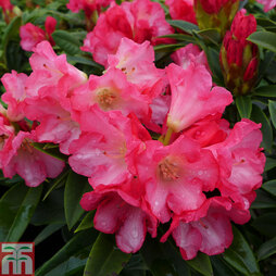 Rhododendron 'Surrey Heath'