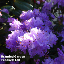 Rhododendron 'Dwarf Blue'