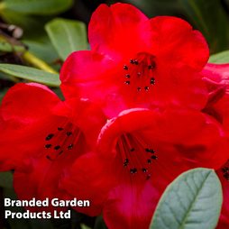 Rhododendron 'Dwarf Red'