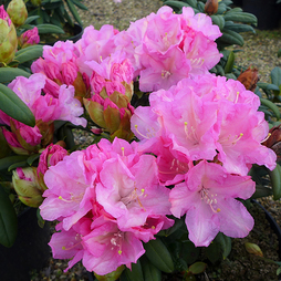Rhododendron 'Morning Cloud' Yakushimanum Hybrid