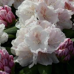 Rhododendron 'Snow Crown' Yakushimanum Hybrid