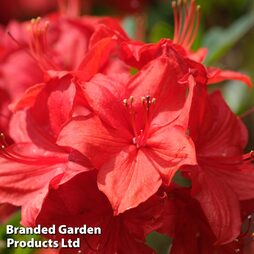 Rhododendron 'Toreador' (Azalea Group)