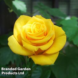Rose 'Golden Wedding' (Floribunda Rose)