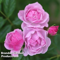 Rose 'Lilac Bouquet' (Climbing Rose)