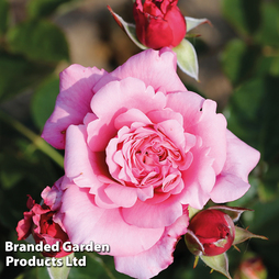 Rose 'Home Florist 'Timeless Pink' (Hybrid Tea Rose)
