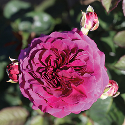 Rose 'Home Florist Timeless Purple' (Hybrid Tea Rose)