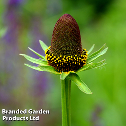 Rudbeckia occidentalis 'Green Wizard' - Kew Flowerhouse Seed Collection