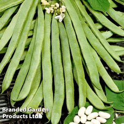 Runner Bean 'White Emergo' - Organic Seeds