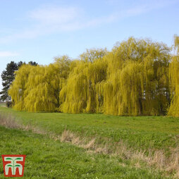 Golden Weeping Willow (Hedging)