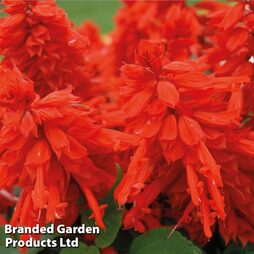 Salvia splendens 'Blaze of Fire' - Easy Grow Range