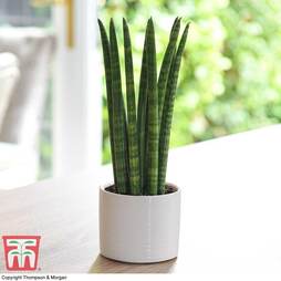 Sansevieria cylindrica 'Straight' (House Plant)